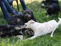 Puppys van Bliss040622-0171